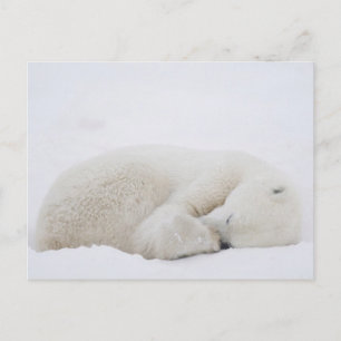 Postal América del Norte, Canadá, Manitoba, Churchill. 3