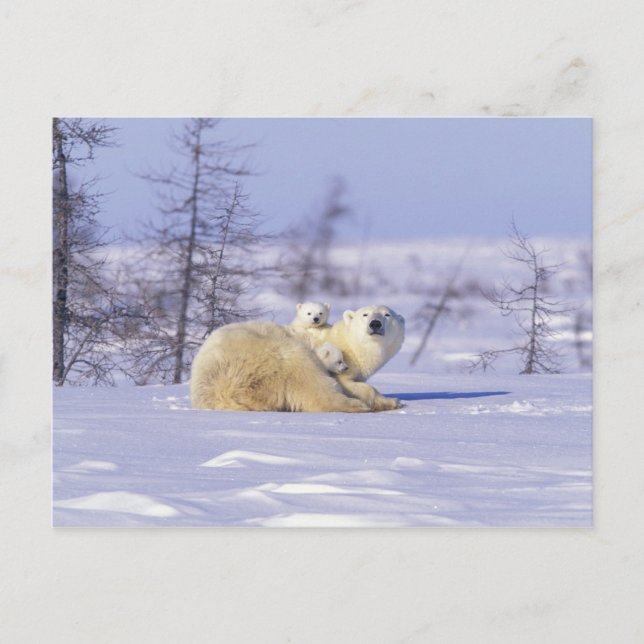 Postal América del Norte, Canadá, Manitoba, Churchill. 9 (Anverso)