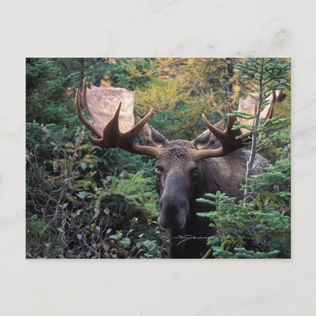 Postal América del Norte, Canadá, Nueva Escocia, Cabo Bre (Anverso)