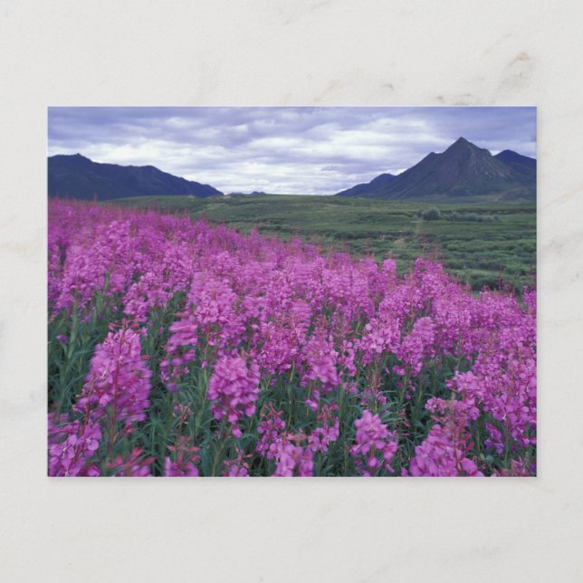 Postal América del Norte, Canadá, Yukón. Flores de hierba (Anverso)
