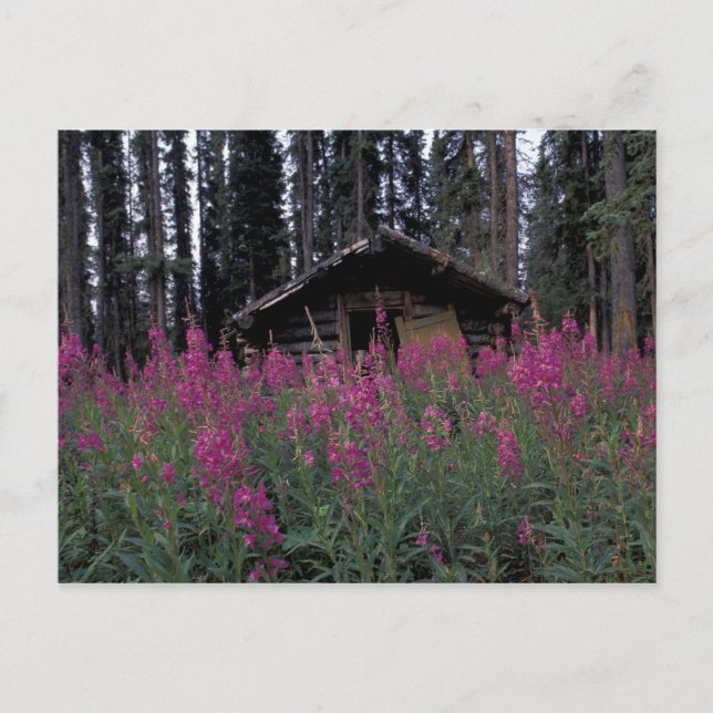 Postal América del Norte, Canadá, Yukón. Trapos abandonad (Anverso)