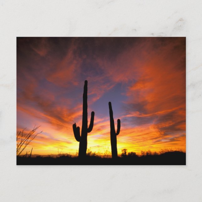 Postal América del Norte, EE.UU., Arizona, desierto de So (Anverso)