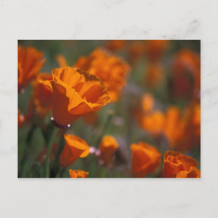 Postal América del Norte, EE.UU., California, Antelope Va