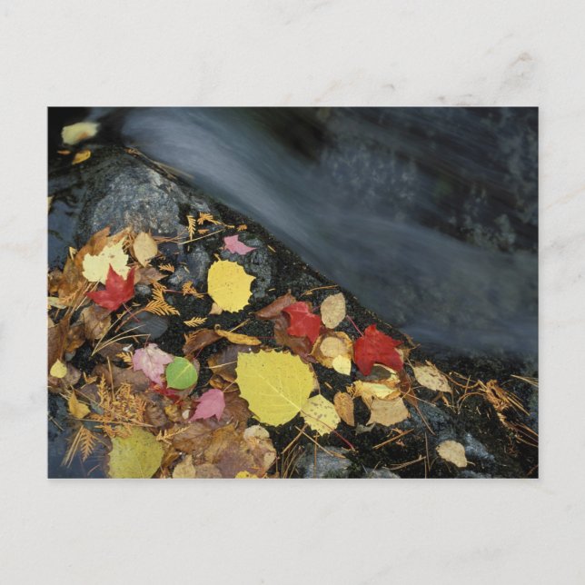 Postal América del Norte, EE.UU., ME, Un arroyo en otoño. (Anverso)