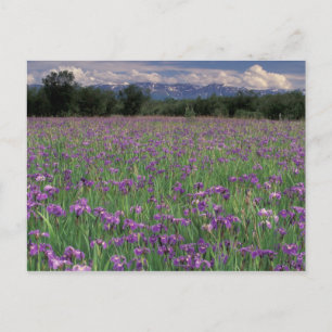 Postal América del Norte, Estados Unidos, Alaska, Anchora