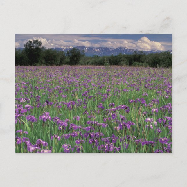 Postal América del Norte, Estados Unidos, Alaska, Anchora (Anverso)