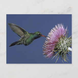 Postal América del Norte, Estados Unidos, Arizona. De fac