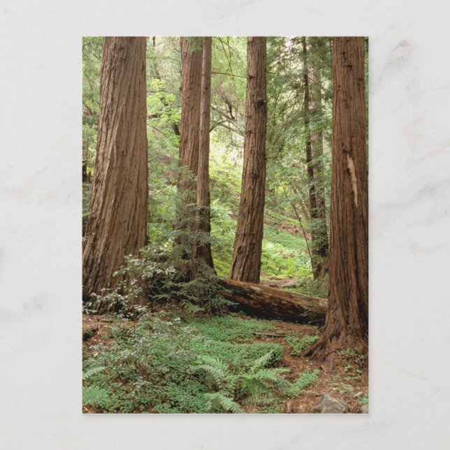 Postal América del Norte, Estados Unidos, California, Big (Anverso)
