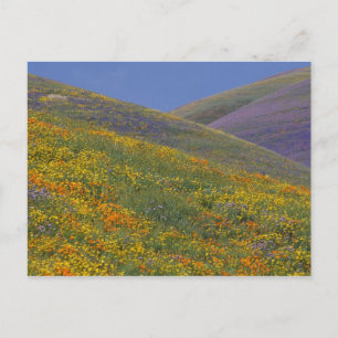 Postal América del Norte, Estados Unidos, California, Los