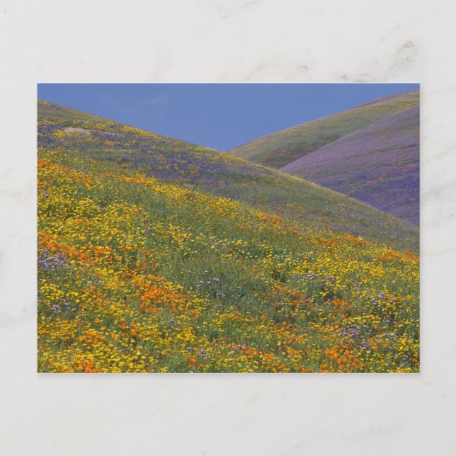 Postal América del Norte, Estados Unidos, California, Los (Anverso)