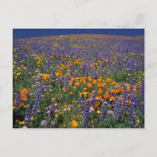 Postal América del Norte, Estados Unidos, California, Los