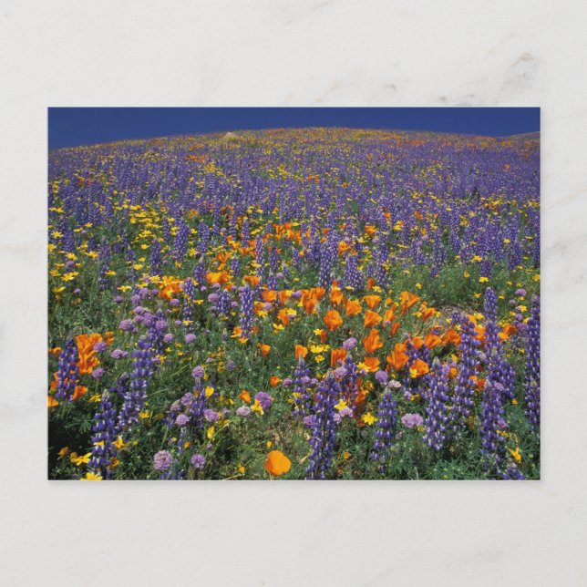 Postal América del Norte, Estados Unidos, California, Los (Anverso)