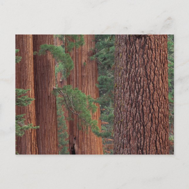 Postal América del Norte, Estados Unidos, California, Yos (Anverso)