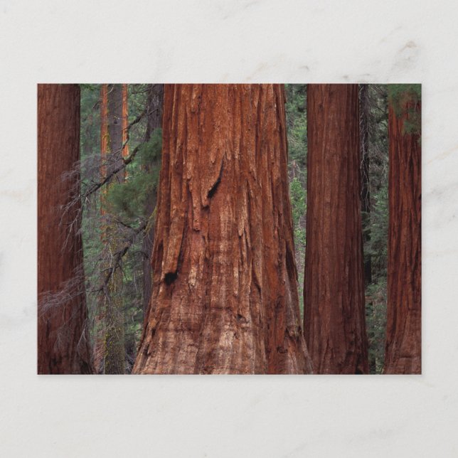 Postal América del Norte, Estados Unidos, California, Yos (Anverso)