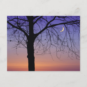 Postal América del Norte, Estados Unidos, Florida, Monte 