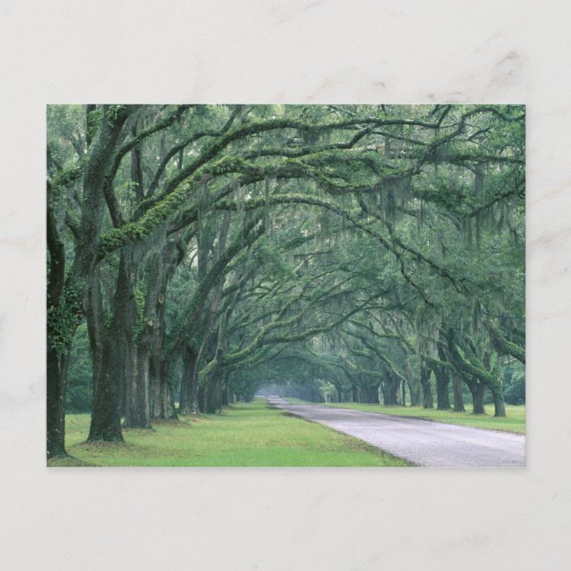 Postal América del Norte, Estados Unidos, Georgia, Savann (Anverso)