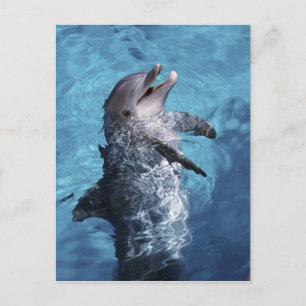 Postal América del Norte, Estados Unidos, Hawái. Delfín