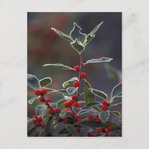 Postal América del Norte, Estados Unidos, Nueva Inglaterr