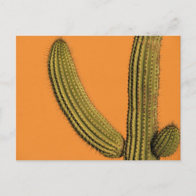 Postal América del Norte, México, Baja California, Cabo (Anverso)