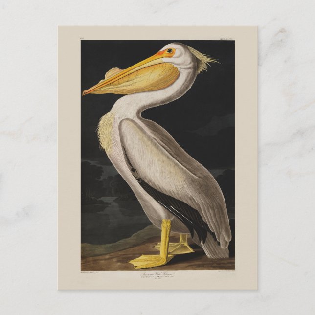 Postal América del pájaro pelícano blanco audubon (Anverso)