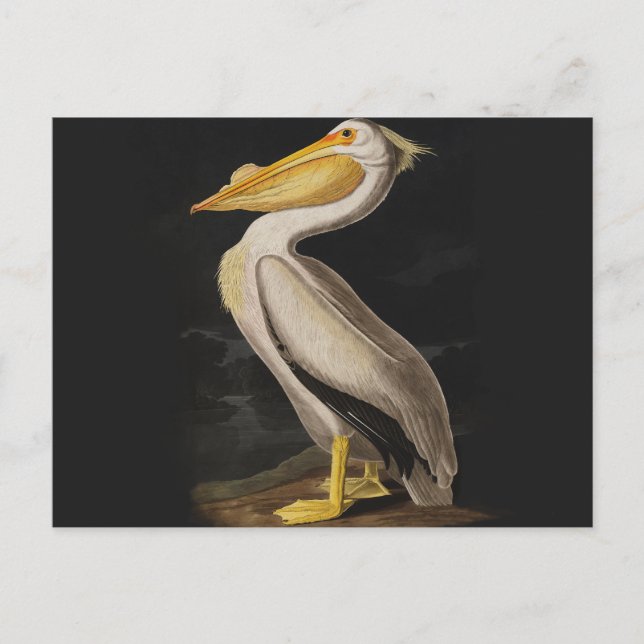 Postal América del pájaro pelícano blanco audubon (Anverso)