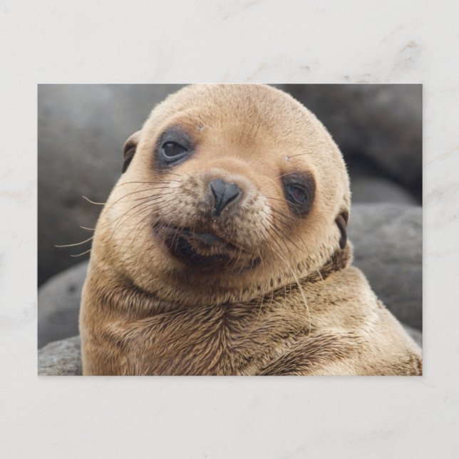 Postal América del Sur, Ecuador, Islas Galápagos (Anverso)