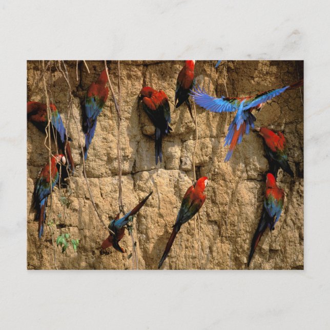 Postal América del Sur, Perú, Parque Nacional Manu, (Anverso)