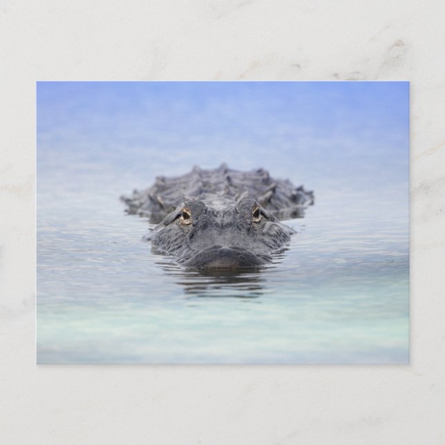 Postal American Alligator – Lake Apopka Wildlife Drive (Anverso)
