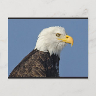 Postal American Bald Eagle II