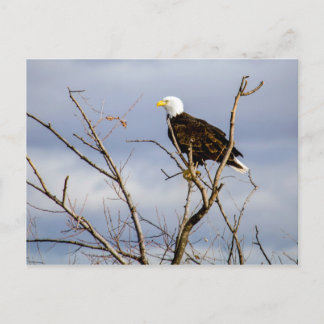 Postal American Bald Eagle V Postcard