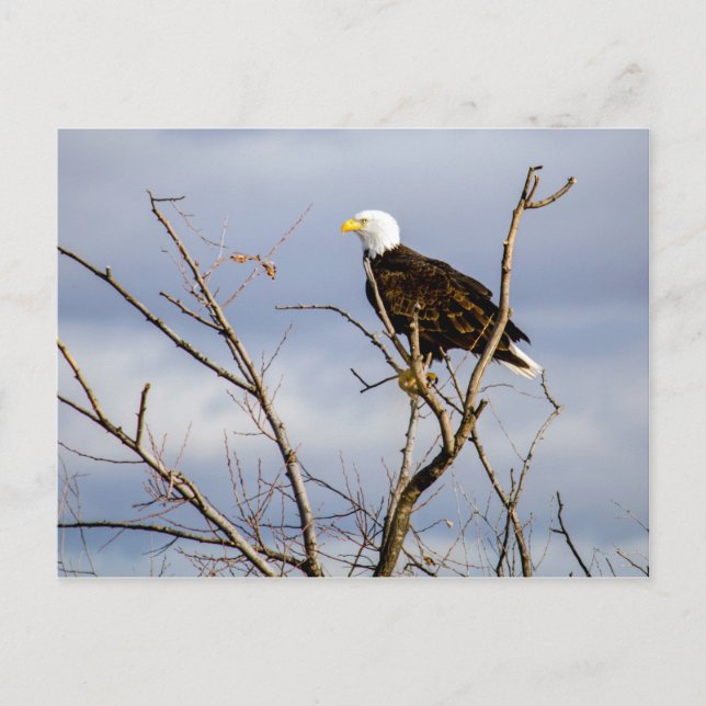 Postal American Bald Eagle V Postcard (Anverso)