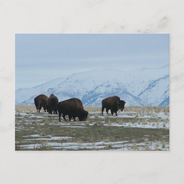 Postal American Bison (Anverso)