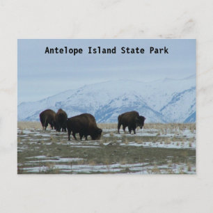 Postal American Bison
