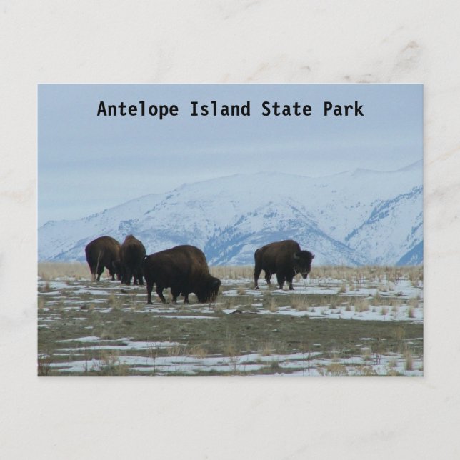Postal American Bison (Anverso)