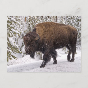 Postal American Bison (Bison bison)