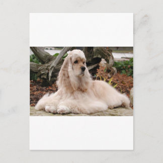 Postal American Cocker Spaniel Series