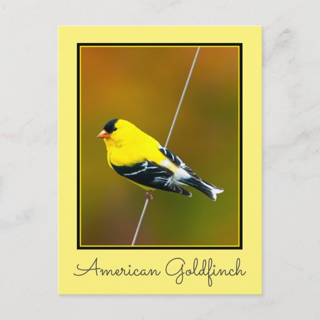 Postal American Goldfinch - Fotografía original (Anverso)