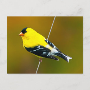 Postal American Goldfinch - Fotografía original