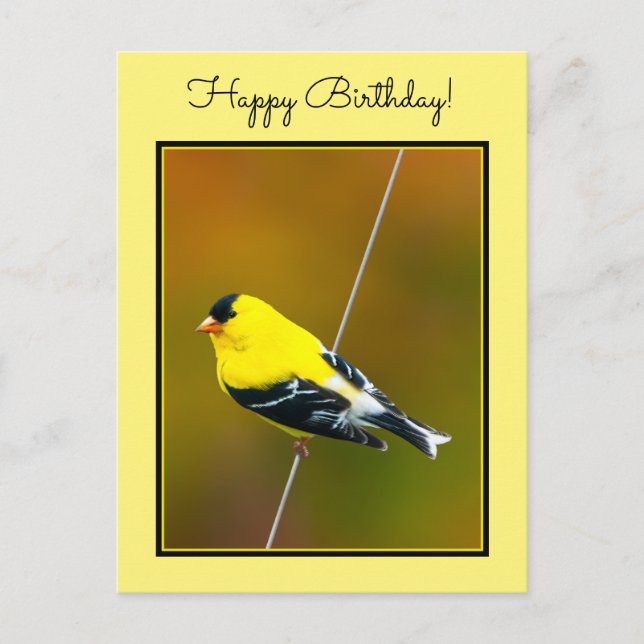 Postal American Goldfinch - Fotografía original (Anverso)