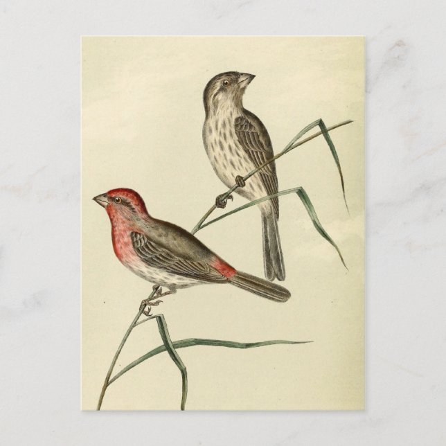 Postal American House Finch (Anverso)