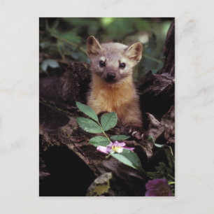 Postal American Marten Postcard