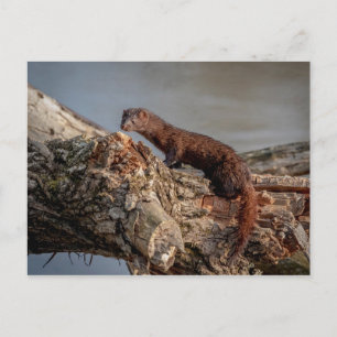 Postal American Mink