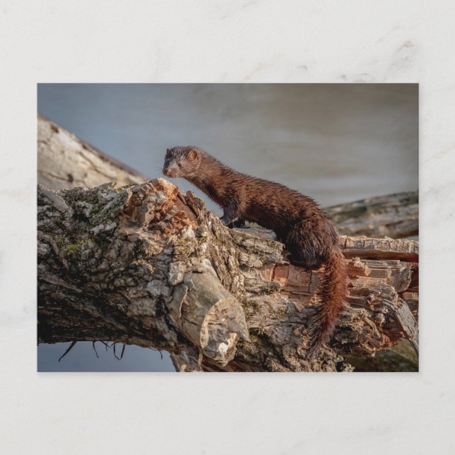Postal American Mink (Anverso)