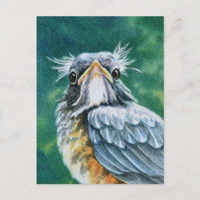 Postal American Robin Bird Fledglgling Watercolor Art (Anverso)