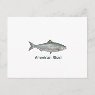 Postal American Shad (titulado)