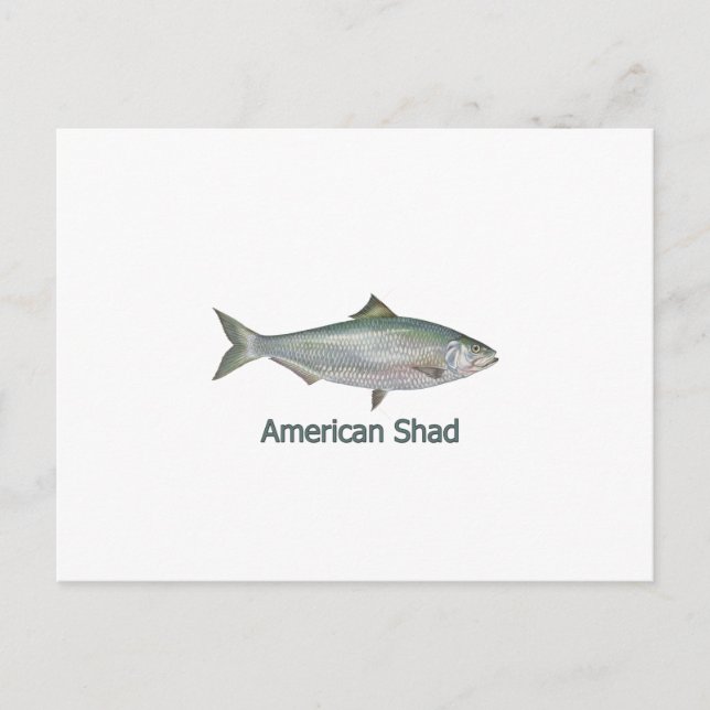 Postal American Shad (titulado) (Anverso)