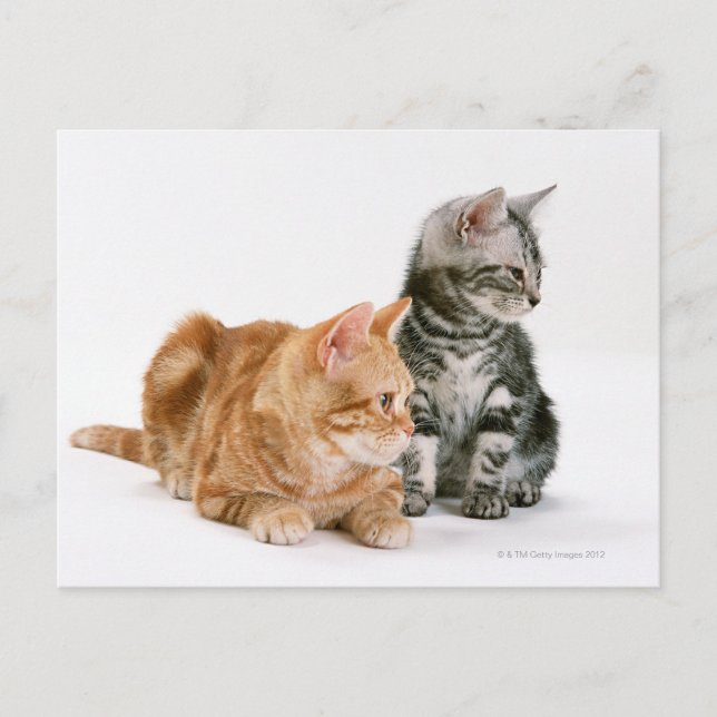 Postal American Shorthair Cat 2 (Anverso)