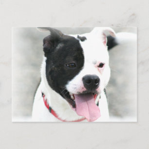 Postal American Staffordshire Terrier