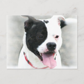 Postal American Staffordshire Terrier