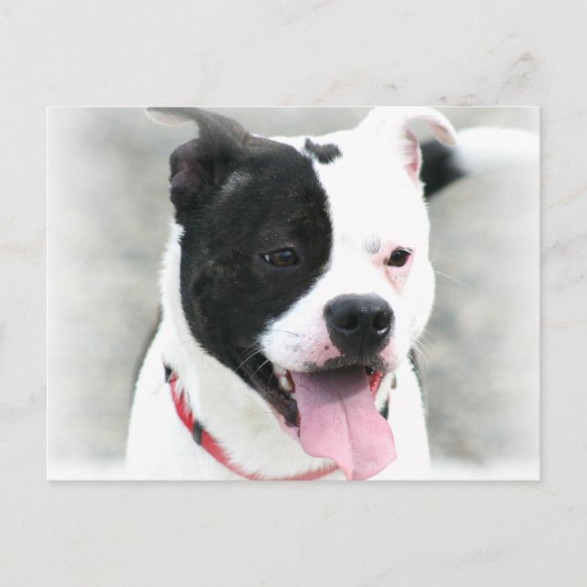 Postal American Staffordshire Terrier (Anverso)